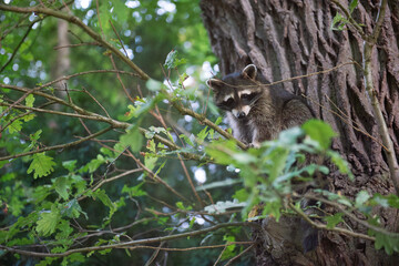Waschbär sitzt auf Baum im Wald – Wildtier in natürlicher Umgebung