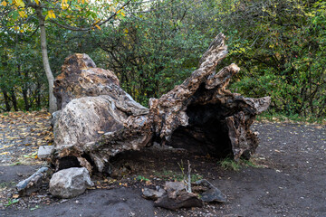 Fallen Tree Stump: Evidence of Nature's Cycle in Autumn Forest