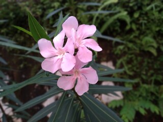 The beauty of Pink Kaner flower or Nerium oleander. Commonly known as Arali pink flower, Kanaveeram, Indian oleander, Scented oleander, South Sea Rose, Sweet Oleander, Bunga Anis and Bunga Jepun