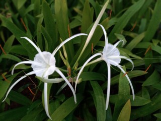 Close up of Hymenocallis littoralis flower or Beach spider lily, Bunga bakung air mancur (Fountain lily)