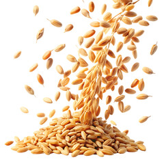 Golden rice grains falling from stalk on black background studio shot