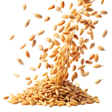 Golden rice grains falling from stalk on black background studio shot