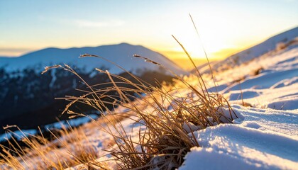 Dry grass in the snow on a mountain at sunrise