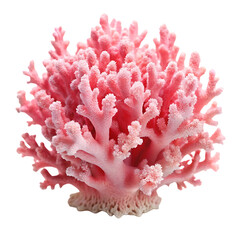 Beautiful pink coral reef specimen against black background studio shot