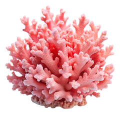 Beautiful pink coral isolated on black background aquatic nature marine life