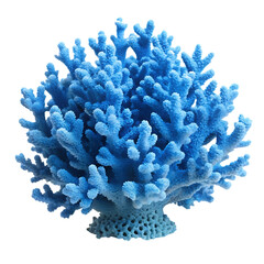 Vibrant Blue Coral Specimen Against Black Background Detailed Marine Biology