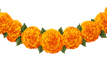 Marigold flower garland decoration isolated on transparent background vector image