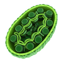 Detailed Plastid Chloroplast Structure Science Education Biology Cell Organelle