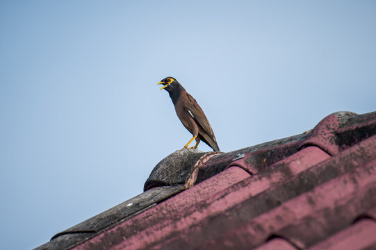 Common myna bird perching on a weathered rooftop