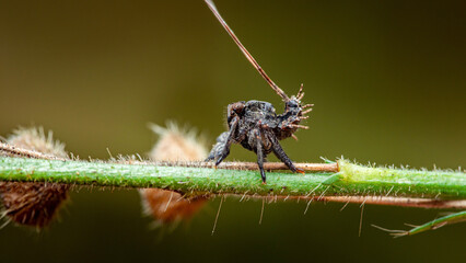Thorn spider resting on a thorny plant stem