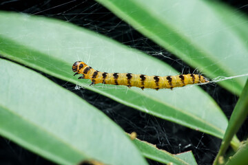 Yellow caterpillar crawling on delicate spider web