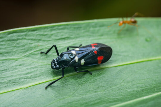 Black froghopper insect resting on green leaf