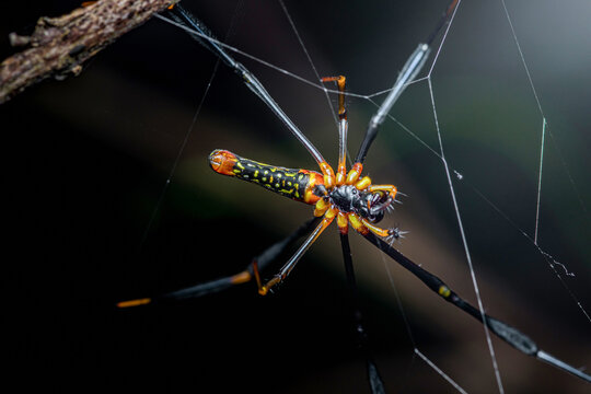 Golden orb-weaver spider resting on its web