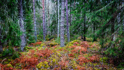 Magical fairytale forest in autumn. 