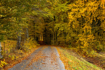 Sceniv view of a beech wood landscape in autumn.