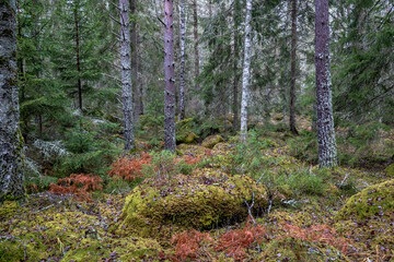 Magical fairytale forest in autumn. 