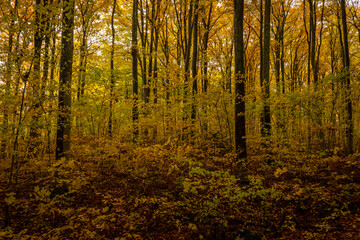 Sceniv view of a beech wood landscape in autumn.