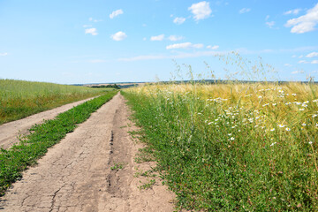 Rural Path Winding Between Green and Golden Crops with wildflowers