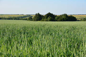 a close up of Lush Green Crop Field with Distant Trees on a Sunny Day