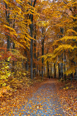 Sceniv view of a beech wood landscape in autumn.