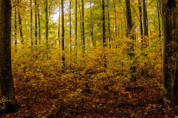 Sceniv view of a beech wood landscape in autumn.