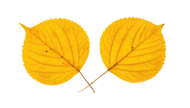 Two circular, golden-yellow leaves crossed at their stems on a stark black background. The leaves show veins and texture