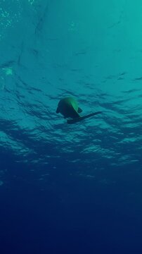 Vertical footage, Bottom view on Sea Cow, Dugong dugon swims up from the depths to the surface, Wide-angle shot, Slow motion