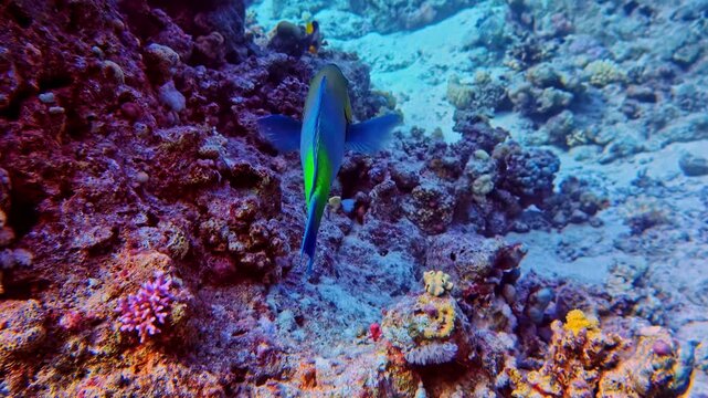 Colorful parrotfish swims along coral reef biting and grazing rocks under Red Sea sunlight