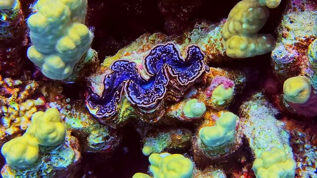 Vibrant blue giant clam embedded in coral reef structure among various hard corals. Red Sea