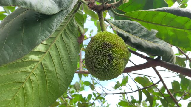 Terap fruit (Artocarpus odoratissimus) is a sweet, juicy native fruit from Borneo. Its white pulp tastes like jackfruit but has a strong, distinctive aroma similar to durian.