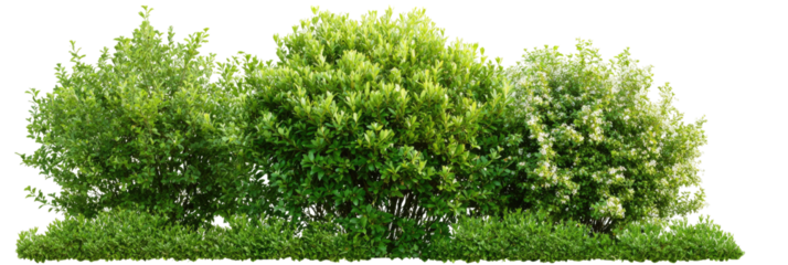 Lush green shrubs in a row