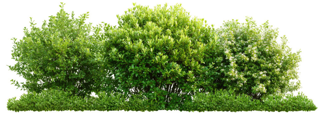Lush green shrubs in a row