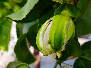 A vibrant green passion fruit bud, partially open to reveal white and purple inner petals, surrounded by lush green leaves