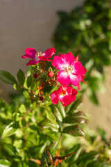 Vibrant Pink Flowers in Sunlit Garden