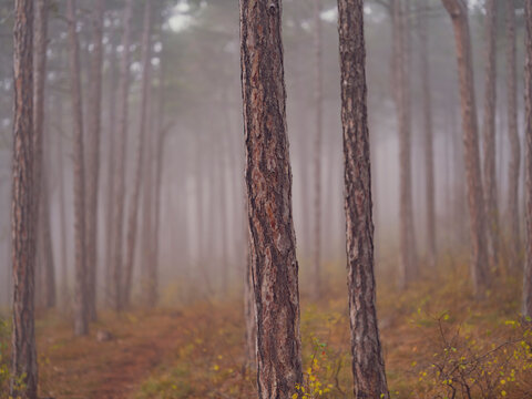 misty autumn forest  - Powered by Adobe
