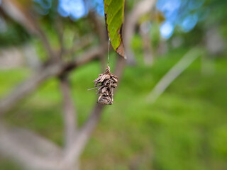 close up of a Bagworm moth hanging from a tree leaf