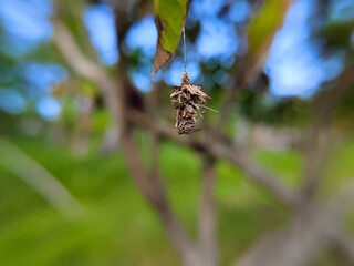 close up of a Bagworm moth hanging from a tree leaf
