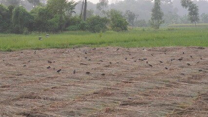 flock of birds in a harvested a rice paddy field
