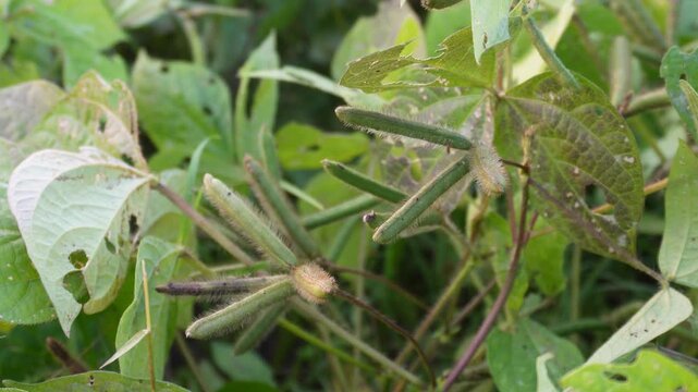 black gram plant also known as the urad bean or urad dal