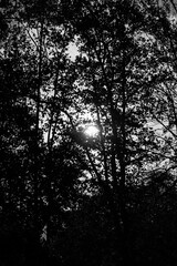sunlight shining through dense tree branches in black and white