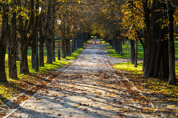  tree-lined path covered with autumn leaves