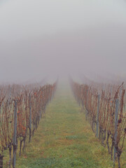 Obraz premium autumn vineyards in the mist