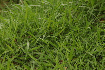 Clean, minimalist close-up of lush, vibrant green grass blades with subtle morning moisture

