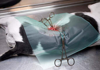 dog sterilization and vet