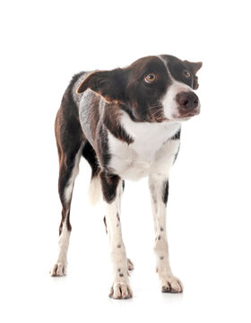 border collie in studio