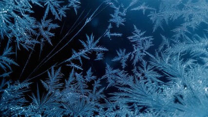 Macro photography of delicate ice crystals forming intricate fern-like patterns on a dark blue surface, creating a beautiful winter abstract - Powered by Adobe