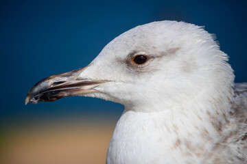 close up of a seagull