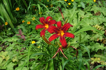 Pair of two red flowers of Hemerocallis fulva in July