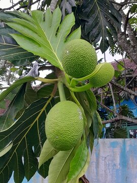 close up of breadfruit on a tree
