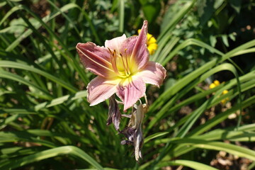 Obraz premium Light pink flower of Hemerocallis fulva in July